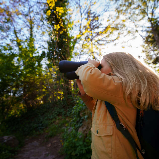 Comptage des oiseaux