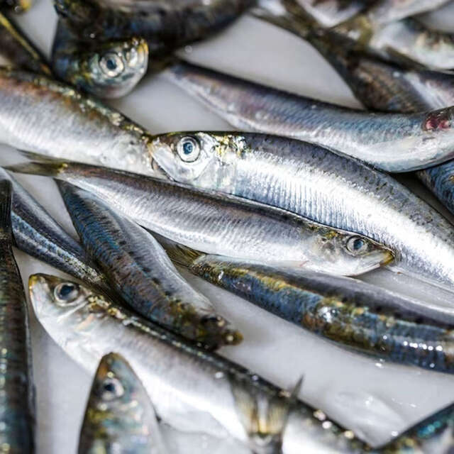 Fête de la sardine