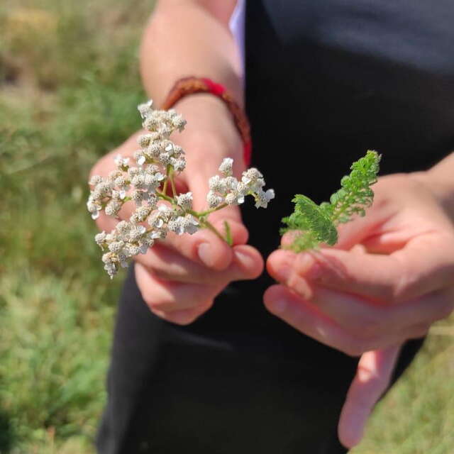 Balade découverte plantes médicinales et aromatiques