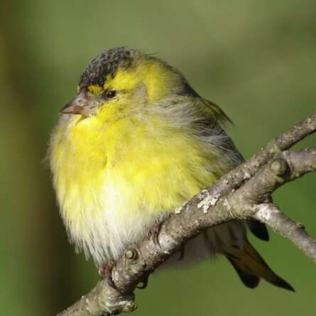Les oiseaux des villes dans le parc et les jardins de l'Auzette