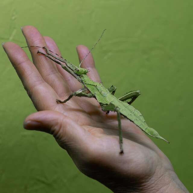 Spécial pâques à la Cité des Insectes !