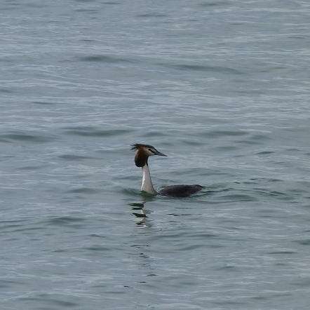 Visite guidée : Les oiseaux pélagiques hivernants