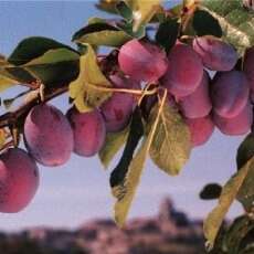 Perles de Gascogne