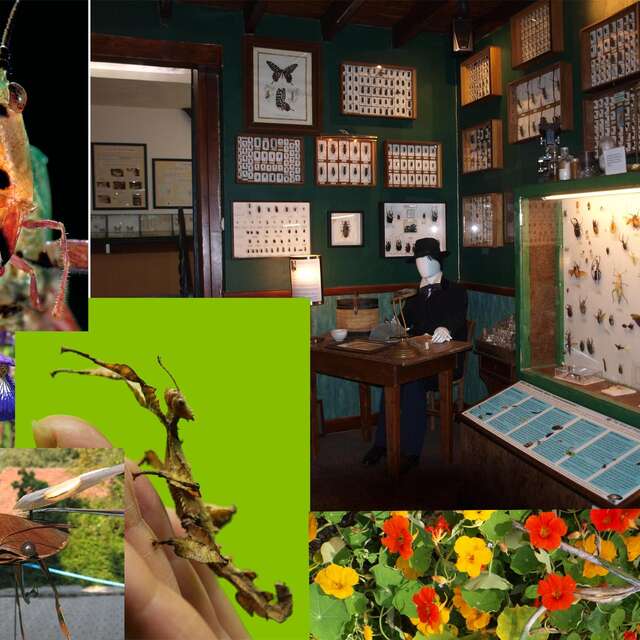 La Cité des Insectes