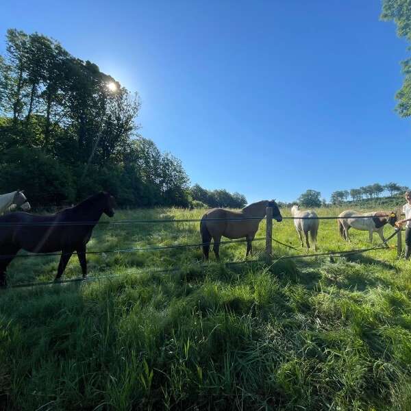 Equitation, balades - Académie des Arts Chevaleresques
