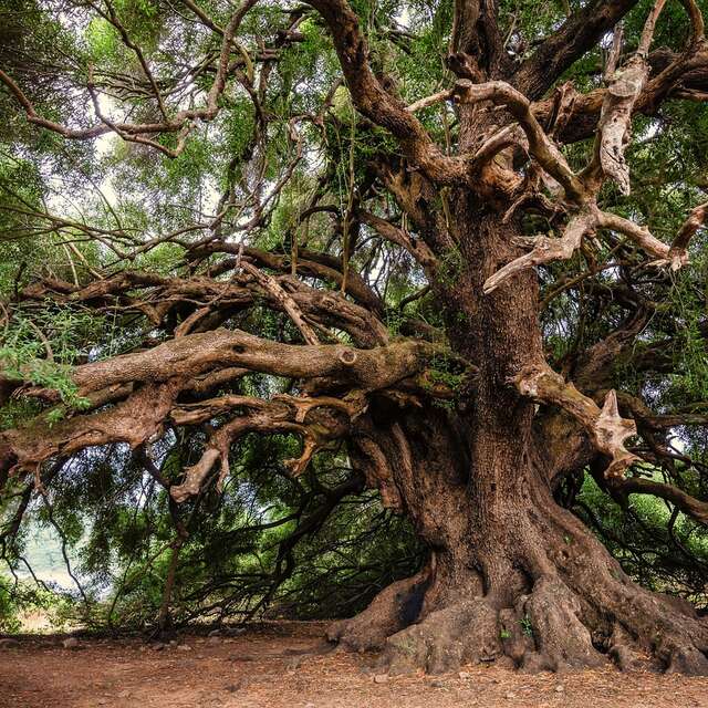 LE FESTIVAL DE L'ARBRE