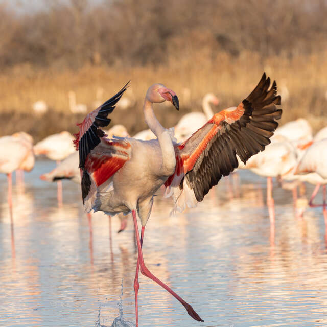 PARC ORNITHOLOGIQUE PONT DE GAU