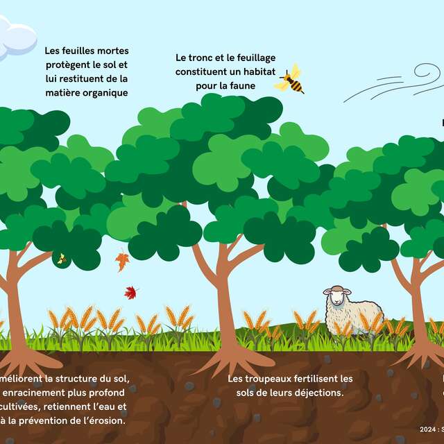 L’AGROFORESTERIE M’A DIT ….. OBSERVER, ÉCOUTER, JOUER, COMPRENDRE…