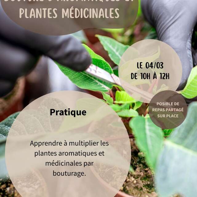BOUTURE D'AROMATIQUES ET PLANTES MÉDICINALES
