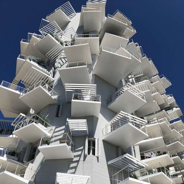 L'ARBRE BLANC
