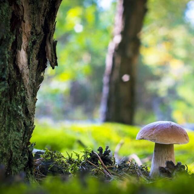 LES CHAMPIGNONS SONT DE RETOUR À RESTINCLIÈRES