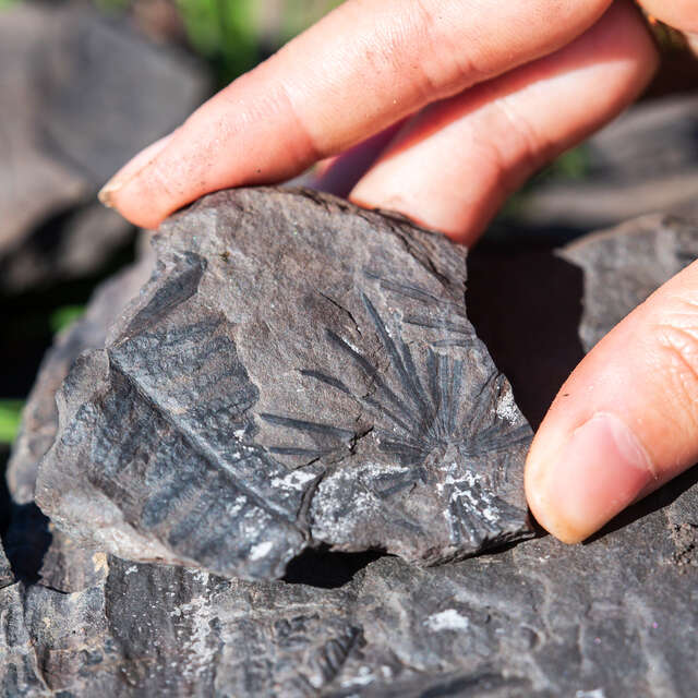 SUR LA TRACE DES FOSSILES