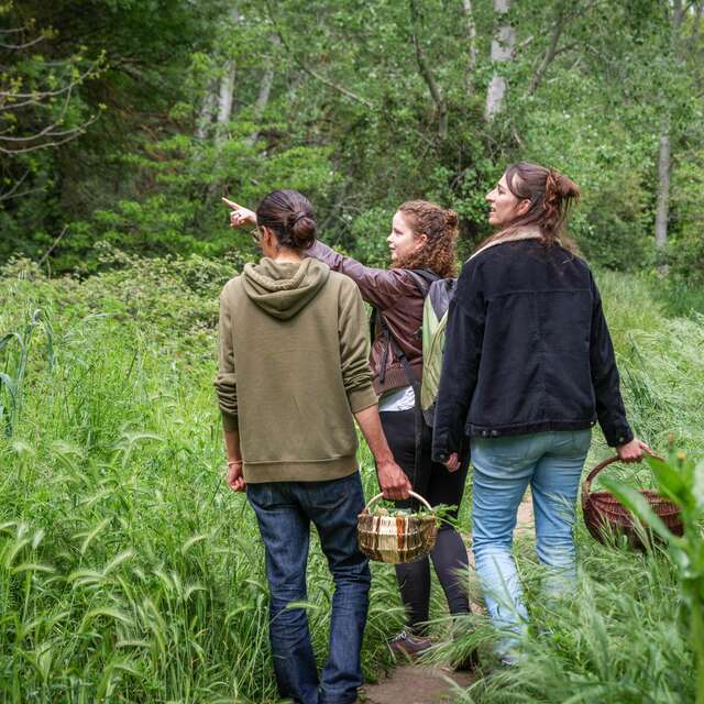LES CUEILLEUSES SAUVAGES - SORTIES DÉCOUVERTE DES PLANTES SAUVAGES