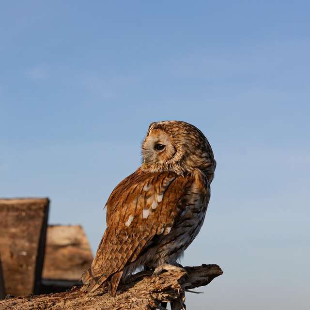 OBSERVATION DES OISEAUX ET CONSTRUCTION DE NICHOIRS