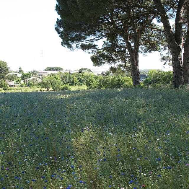 AGRIPARC DU MAS NOUGUIER