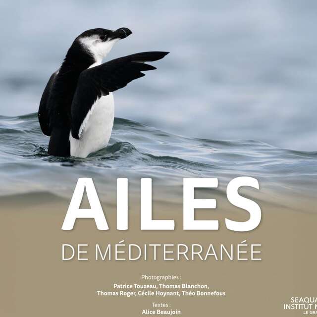 EXPOSITION "AILES DE MÉDITERRANÉE"