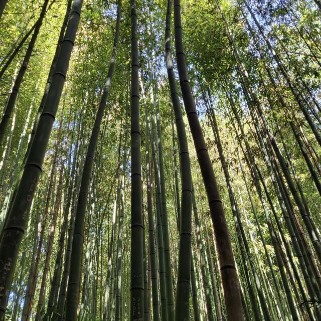 BAMBOUSERAIE EN CEVENNES