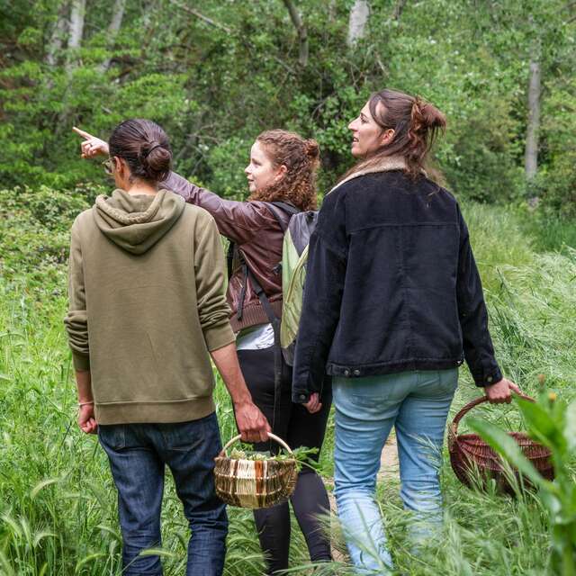 BALADES DECOUVERTES DES PLANTES SAUVAGES