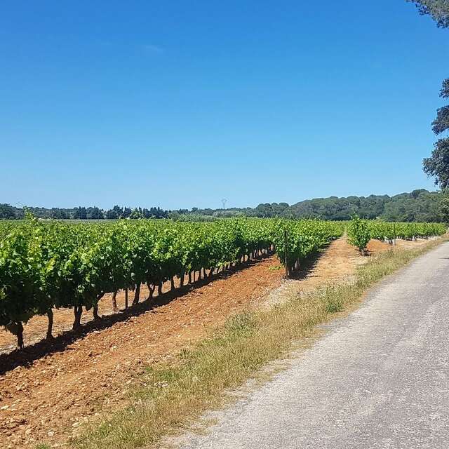 BOUCLE CYCLO N°1 - CASTRIES ET LA PLAINE DE LUNEL