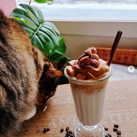 LA MAISON DES CHATS