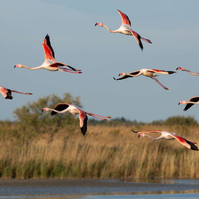 BALADES AU CRÉPUSCULE AU PARC ORNITHOLOGIQUE DE PONT GAU