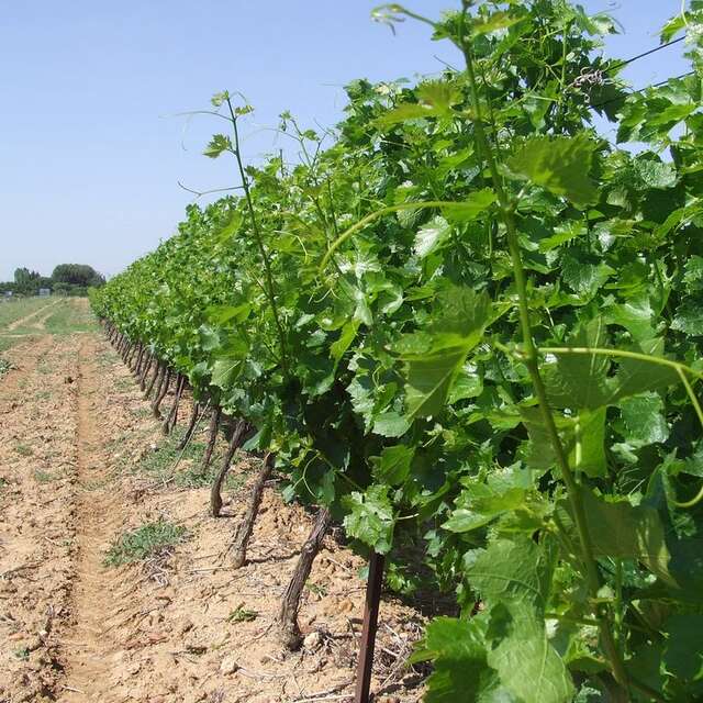 DOMAINE DU CHAPITRE