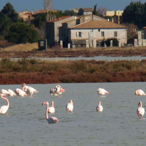 VISITE ET EXPLORATION DE LA RÉSERVE NATURELLE NATIONALE DE L’ESTAGNOL
