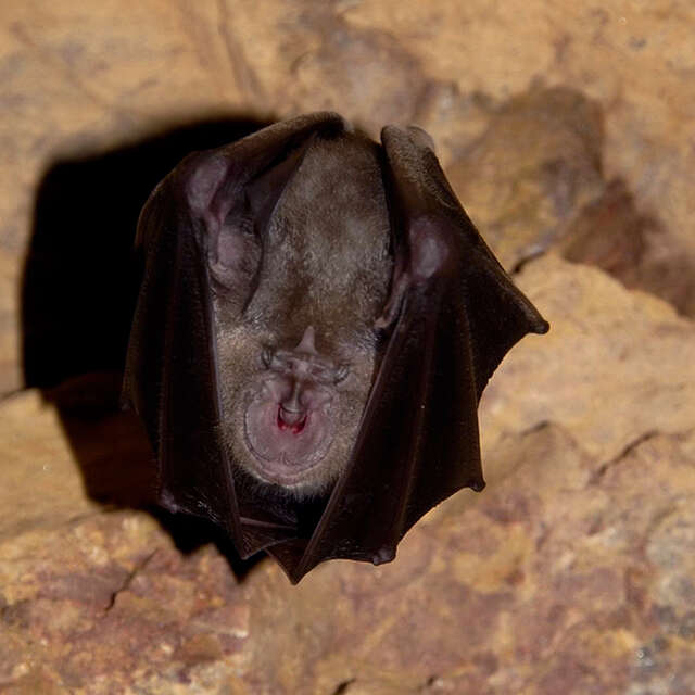 ATELIER  DES BÂTISSEURS : UN ABRI POUR NOS AMIES AILÉES