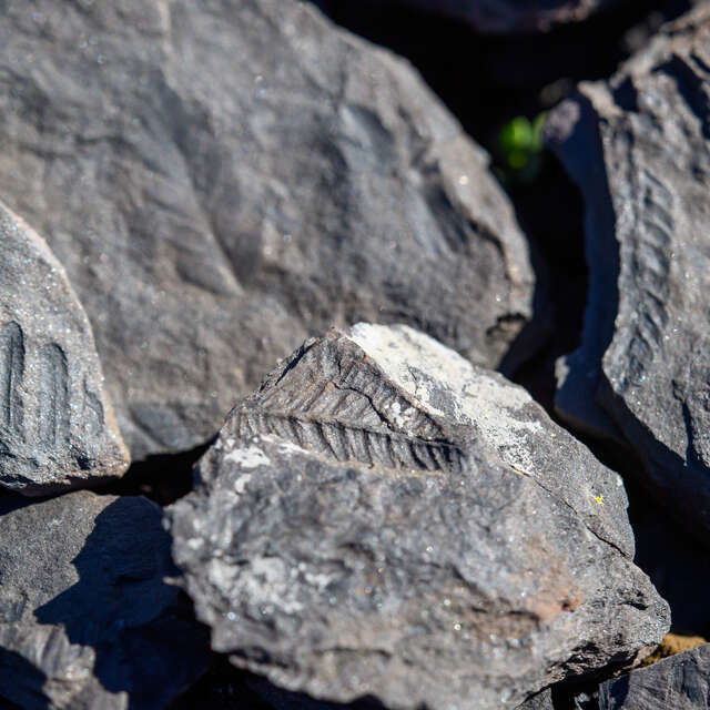 EXPOSITION : GÉOLOGIE ET PAYSAGES : DE LA PLANÈTE À L’HÉRAULT