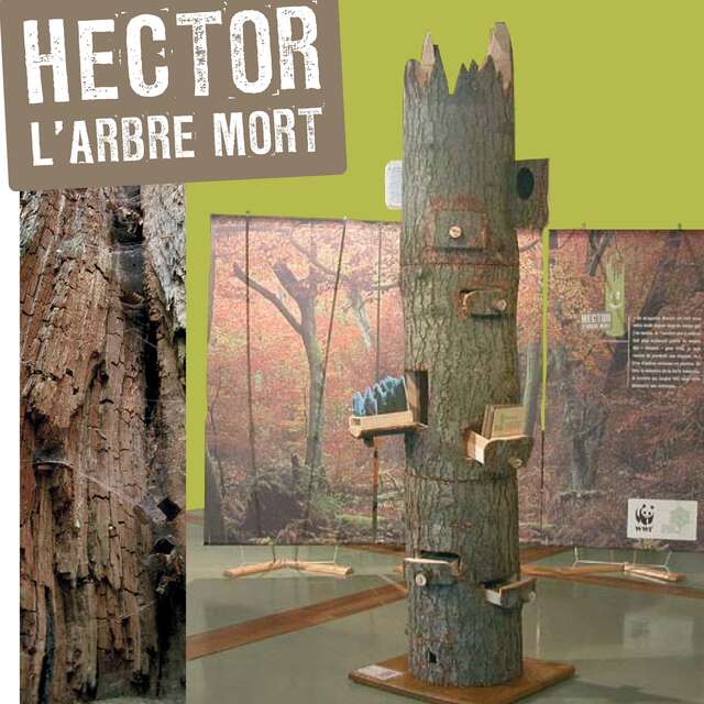 ATELIER / JEU : HECTOR L'ARBRE MORT