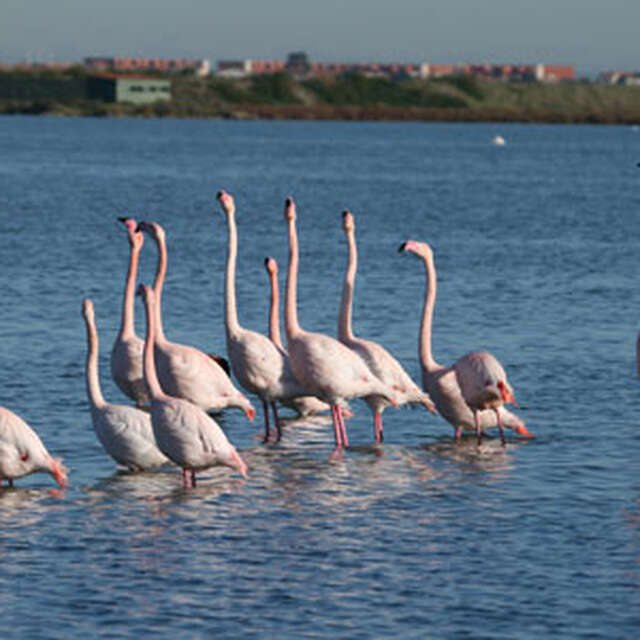 CIRCUIT ROUTIER - PAYSAGES DES ETANGS MONTPELLIERAINS