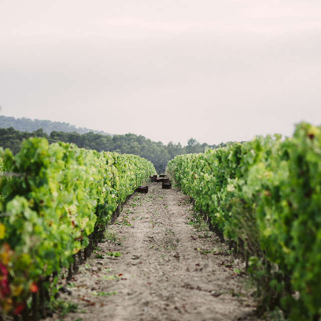 PIC SAINT LOUP WINE & FOOD TOUR