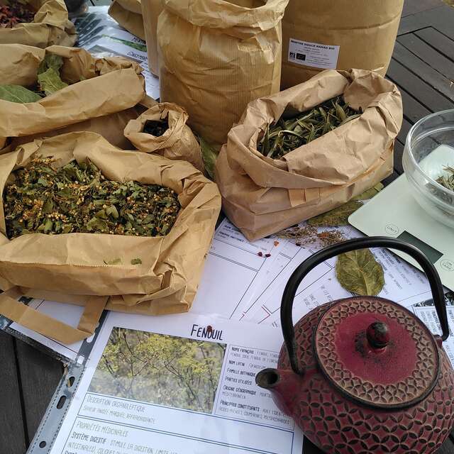 ATELIERS DECOUVERTE DES TISANES