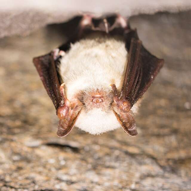 ESCAPADE AILÉE : TOUT SAVOIR SUR LES CHAUVES-SOURIS HÉRAULTAISES