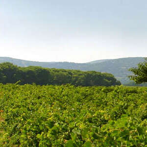 DOMAINE DU MAS NEUF