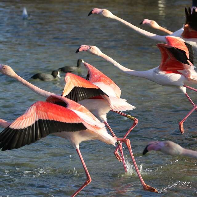 LES VACANCES DE LA TOUSSAINT AU PARC ORNITHOLOGIQUE DE PONT DE GAU