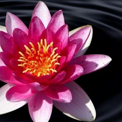 DONNER DU SENS À LA SOUFFRANCE — BOUDDHA DÉCRYPTE