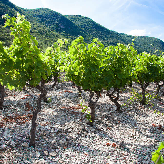 SYNDICAT DE L'AOP TERRASSES DU LARZAC