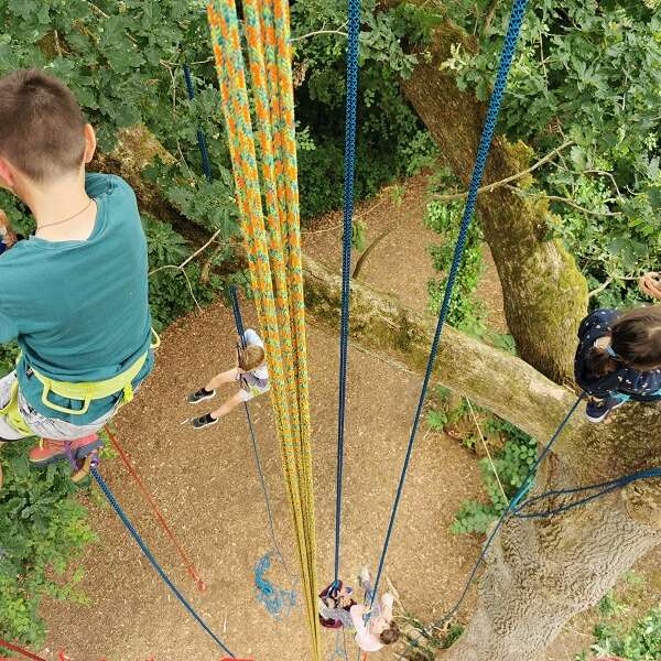 La tête en l'air, grimpe d'arbres