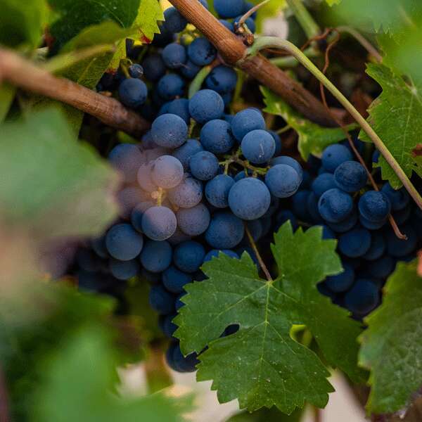 Domaine du Fondis