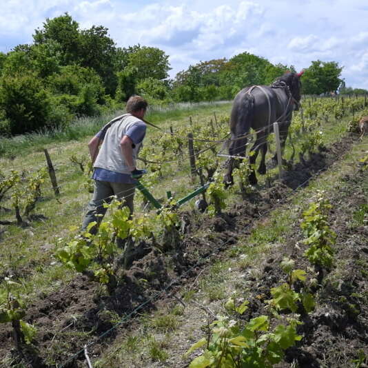 Domaine Vigneau-Chevreau