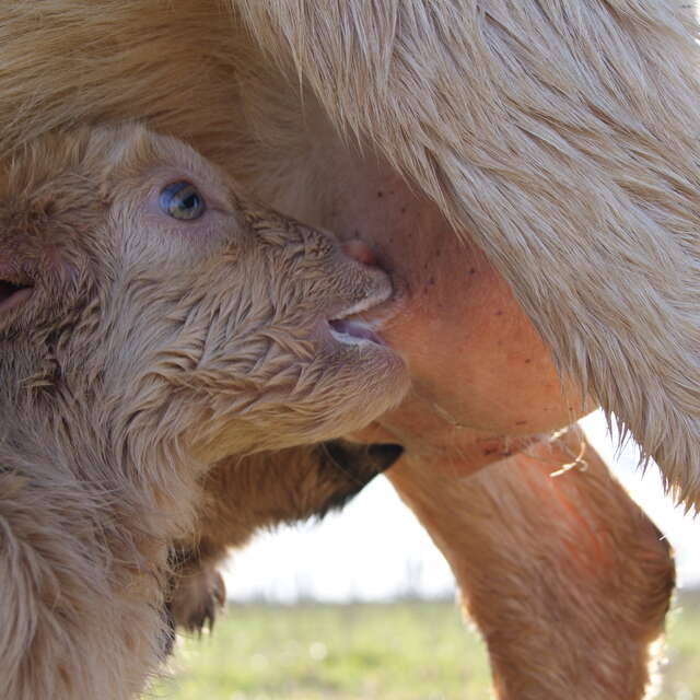 Atelier découverte : La magie des naissances des chevreaux