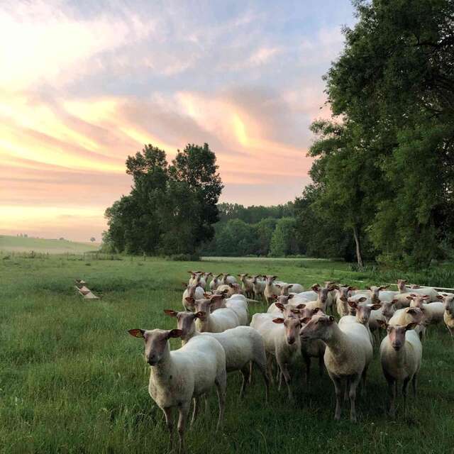 Après-midi et degustation à la Ferme Brebis du Lochois