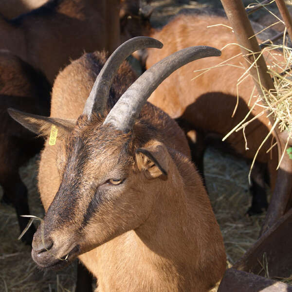 Ferme pédagogique du Cabri au Lait