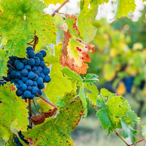Portes ouvertes au Vignoble de la Rodaie