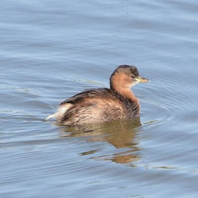 Un froid de canards sur le Louroux