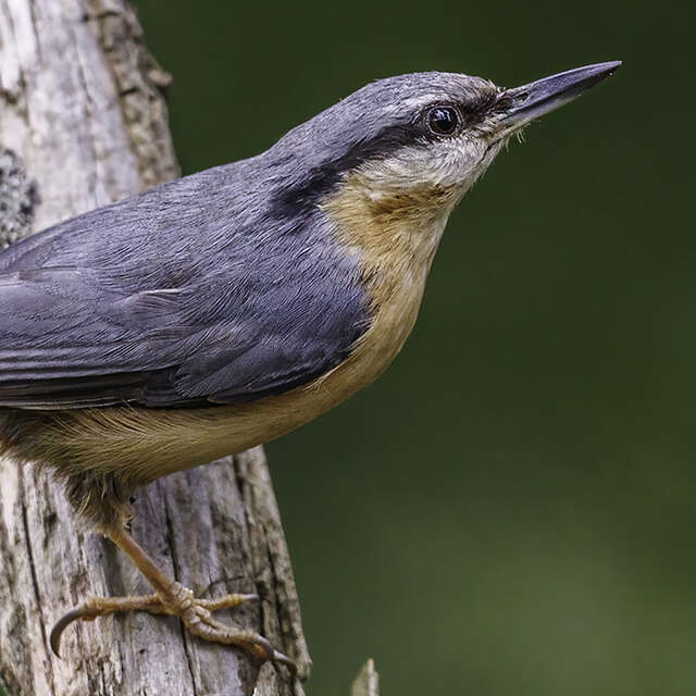 Sortie nature avec la LPO