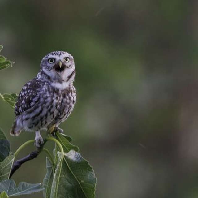Une chouette sortie
