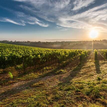 Prologue du Chapitre des Vendanges au Domaine Dutertre