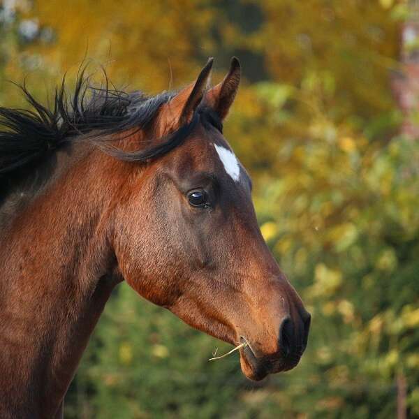 Les Chevaux de La Lande